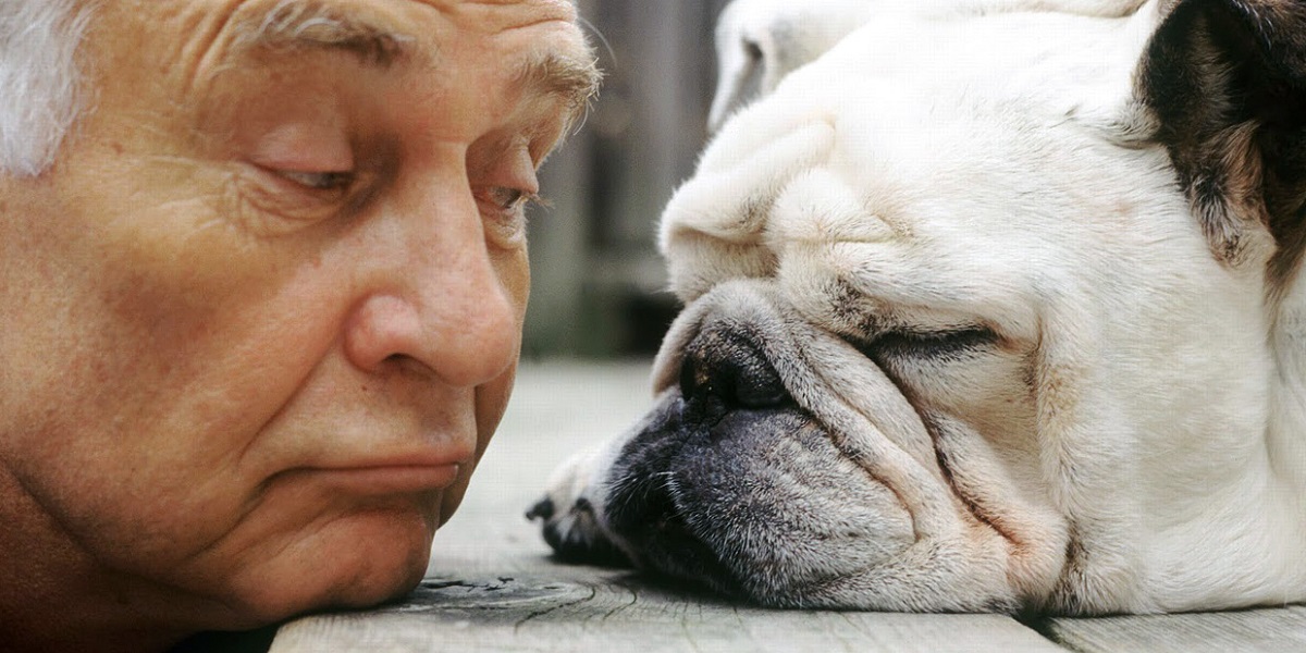 Best Dog Breeds For Seniors